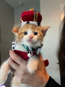 An orange kitten in a regal Halloween costume