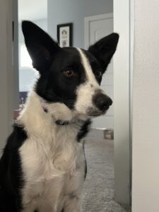 A regal border collie