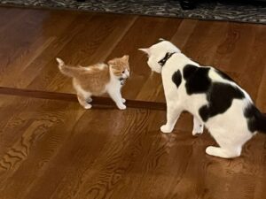 Orange kitten and black and white cat meeting